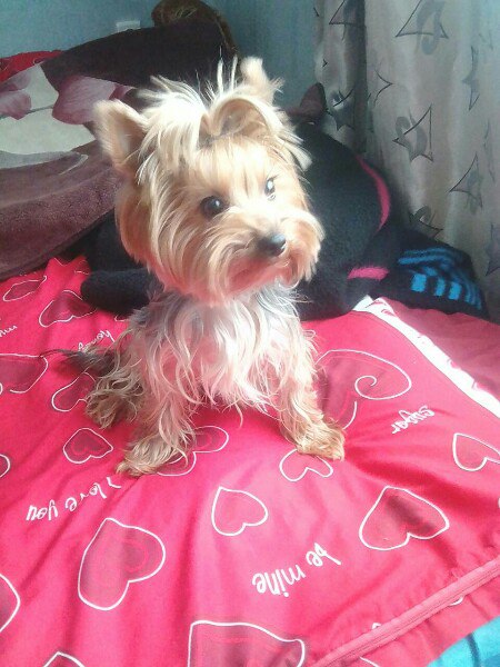 милаясобачка